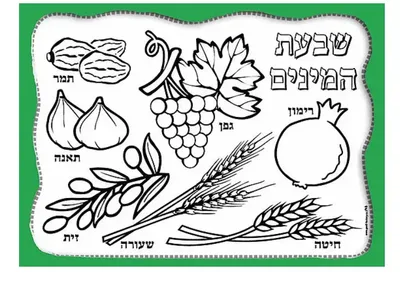 יצירה פלייסמנט שבעת המינים <BR> 36 יח