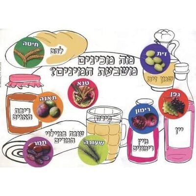 יצירה מה מכינים משבעת המינים+ מדבקות 36 יח